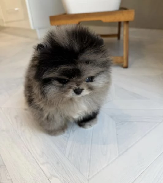 Cucciolo di Pomerania nano merle blu | Foto 3