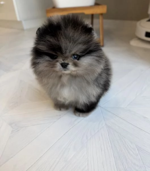 Cucciolo di Pomerania nano merle blu | Foto 2