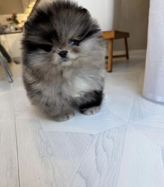 Cucciolo di Pomerania nano merle blu | Foto 1