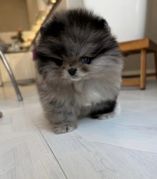 Cucciolo di Pomerania nano merle blu | Foto 0