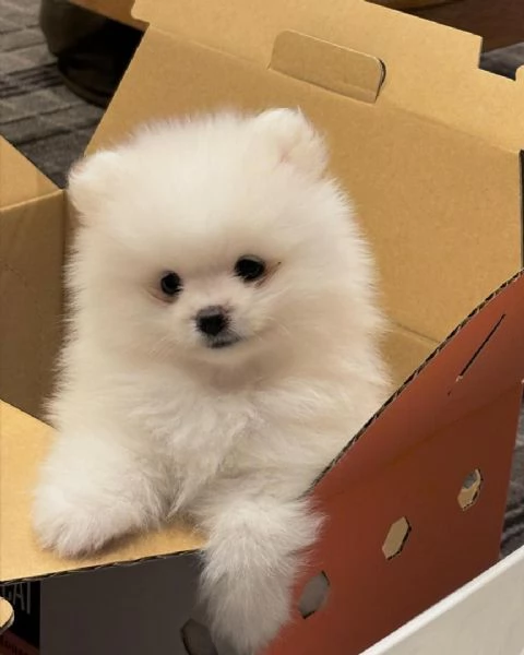 Cucciolo di Pomerania di razza pura, giocherellone e affettuoso. | Foto 3
