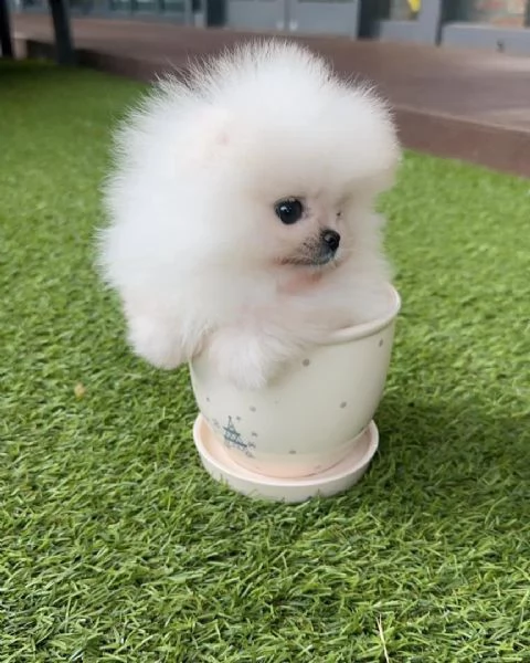 Cucciolo di Pomerania di razza pura, giocherellone e affettuoso.