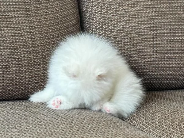 Cucciolo di Pomerania di razza pura, giocherellone e affettuoso. | Foto 1