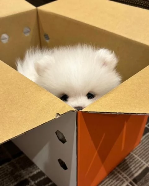 Cucciolo di Pomerania di razza pura, giocherellone e affettuoso. | Foto 0