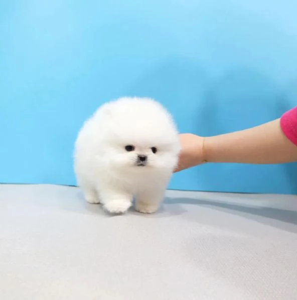Splendido cucciolo di Pomerania Volpino disponibile