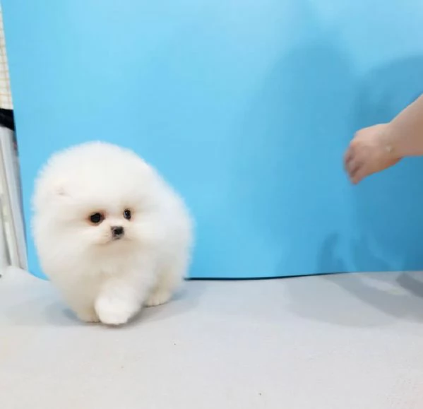 Splendido cucciolo di Pomerania Volpino disponibile | Foto 3