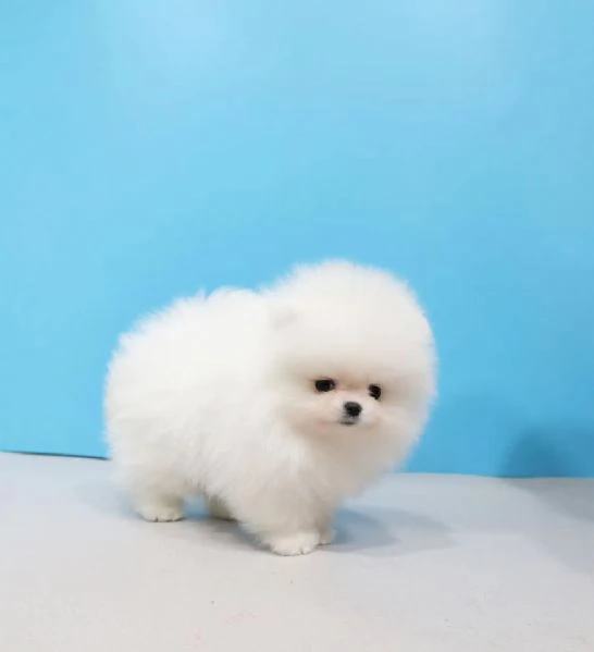 Splendido cucciolo di Pomerania Volpino disponibile | Foto 0