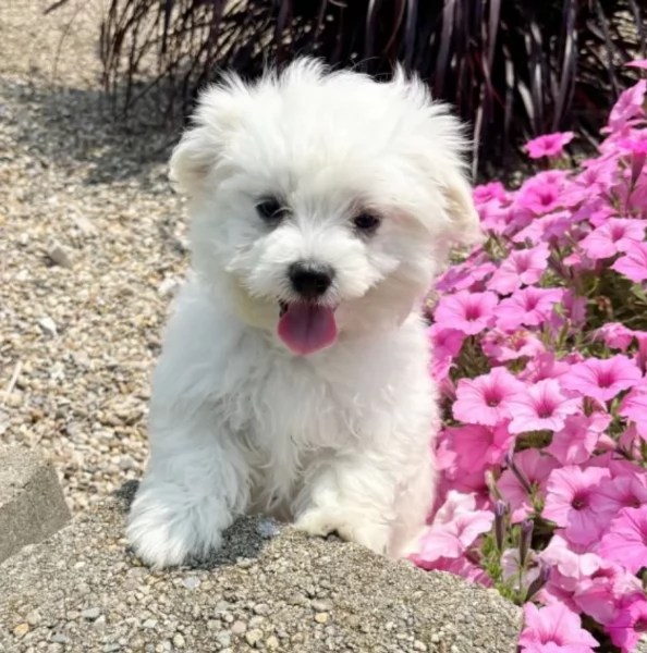 disponibili cuccioli di razza maltese. | Foto 0
