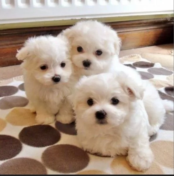 disponibili cuccioli di razza maltese.