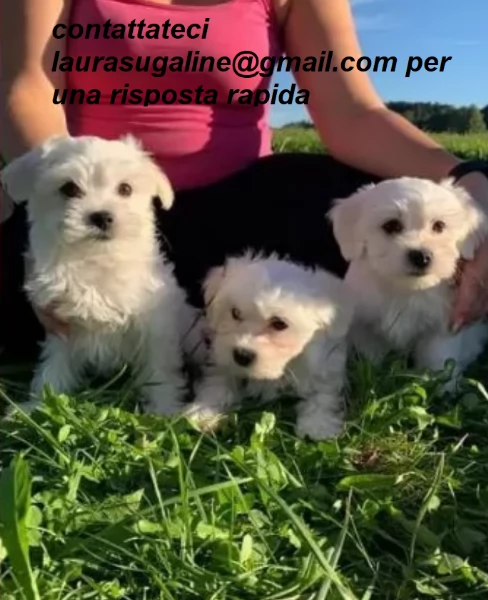 Maltese regalo da privato