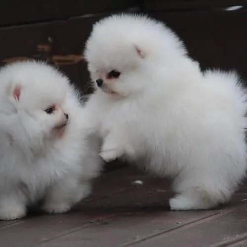 meravigliosi volpino pomerania per adozione.