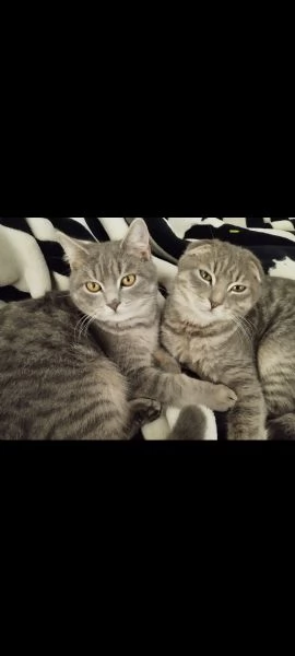 Regalo gatti