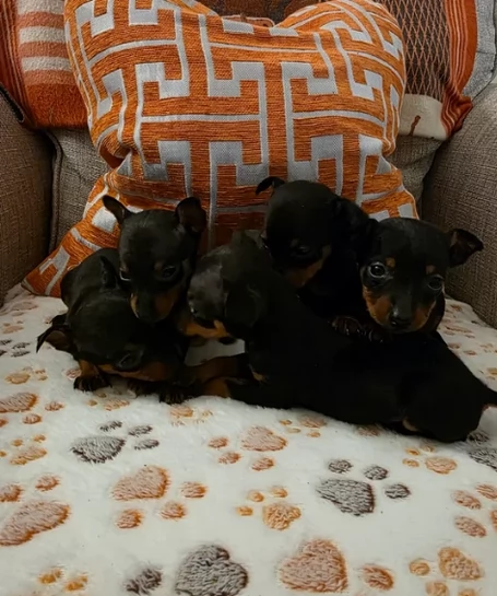meravigliosi volpino pinscher  per adozione.