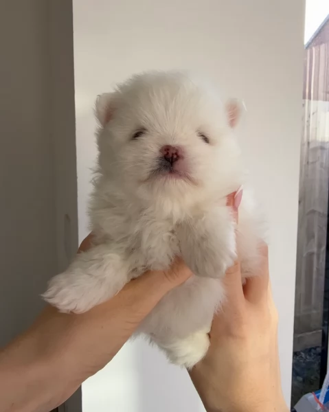Regalo meravigliosi Volpino Pomerania per adozione | Foto 1