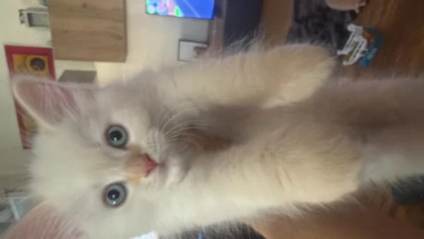 Tenerissimi  cucciole di siberiano 