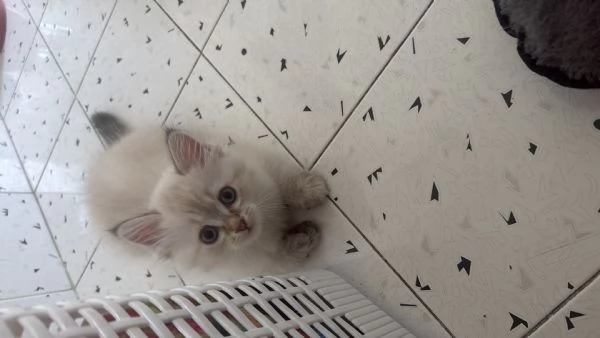 Tenerissimi  cucciole di siberiano  | Foto 4