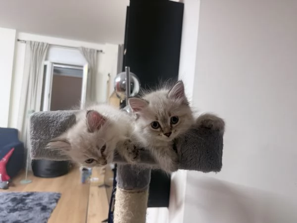 Tenerissimi  cucciole di siberiano  | Foto 3