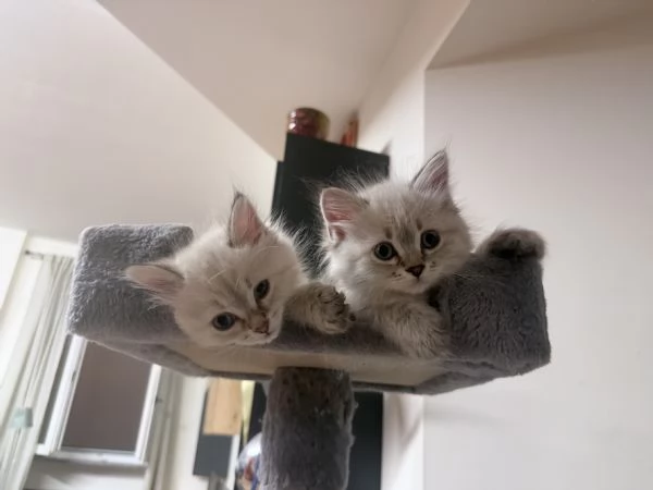 Tenerissimi  cucciole di siberiano  | Foto 2