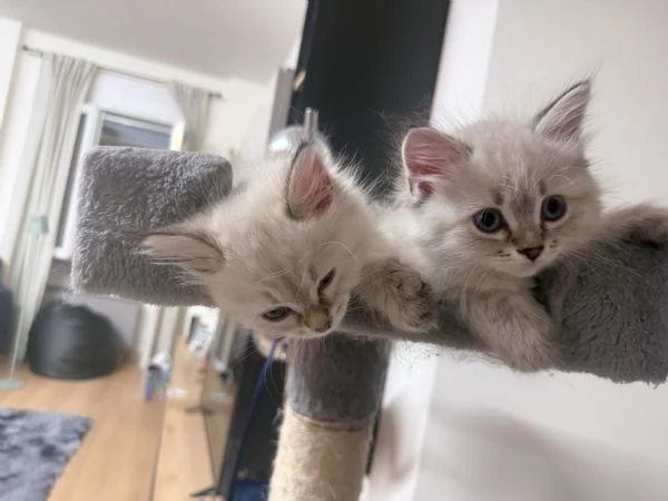 Tenerissimi  cucciole di siberiano  | Foto 1