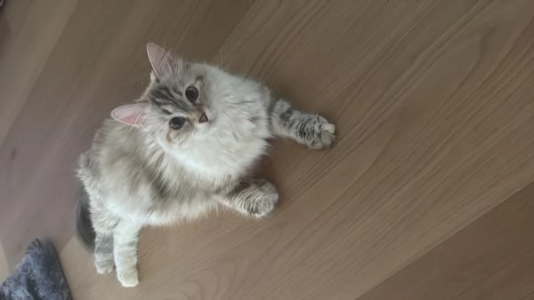 Tenerissimi  cucciole di siberiano  | Foto 0