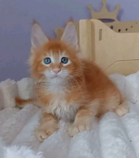 Due Cuccioli Main Coon