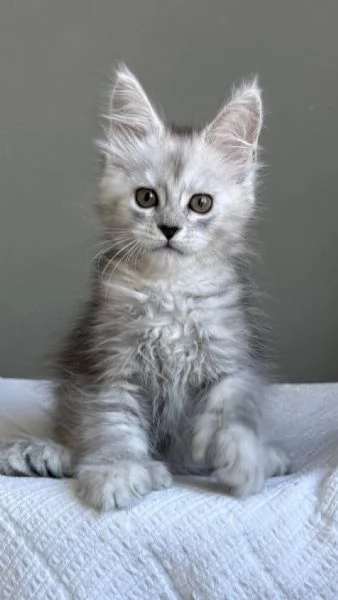 Maine Coon, Gattini di Razza Purezza  Disponibili Subito!