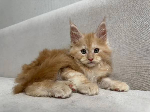 Cuccioli gatti Maine Coon!!