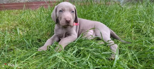 Cuccioli Weimaraner