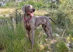 Cuccioli Weimaraner | Foto 4