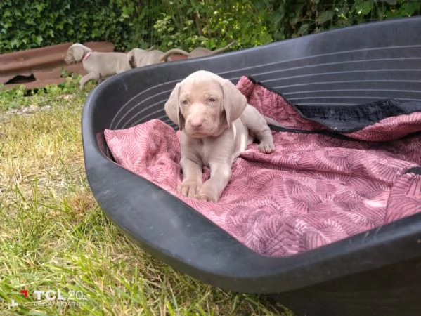 Cuccioli Weimaraner | Foto 3