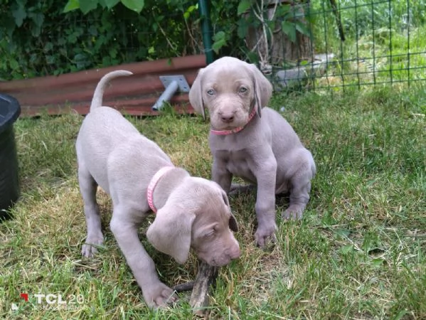 Cuccioli Weimaraner | Foto 2