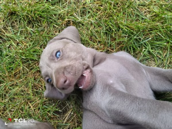 Cuccioli Weimaraner | Foto 1