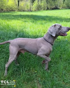 Cuccioli Weimaraner | Foto 0