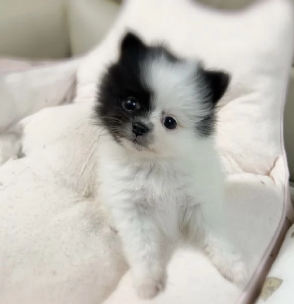 Cuccioli di Pomerania maschi e femmine, con il muso soffice e peloso, disponibili per l'adozione. | Foto 2