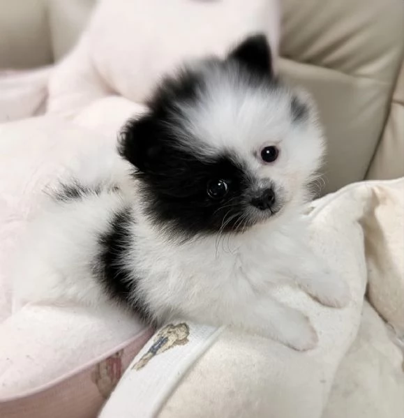 Cuccioli di Pomerania maschi e femmine, con il muso soffice e peloso, disponibili per l'adozione. | Foto 1