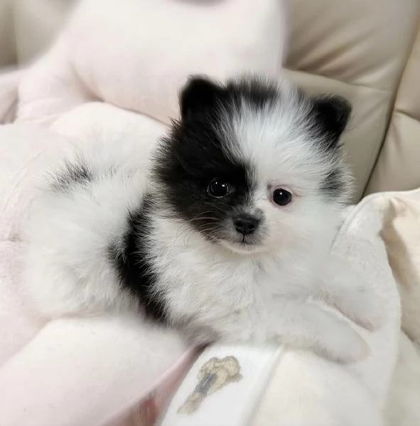 Cuccioli di Pomerania maschi e femmine, con il muso soffice e peloso, disponibili per l'adozione. | Foto 0