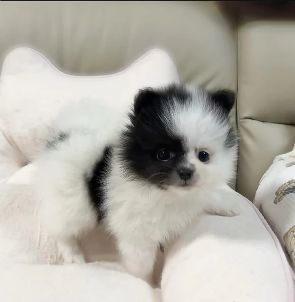 Cuccioli di Pomerania maschi e femmine, con il muso soffice e peloso, disponibili per l'adozione.
