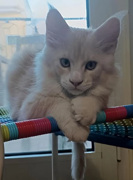 Cuccioli di Maine Coon