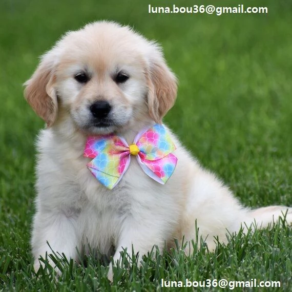  Cuccioli di Golden retriver Disponibili bellissimi cuccioli di Golden taglia standard mantell