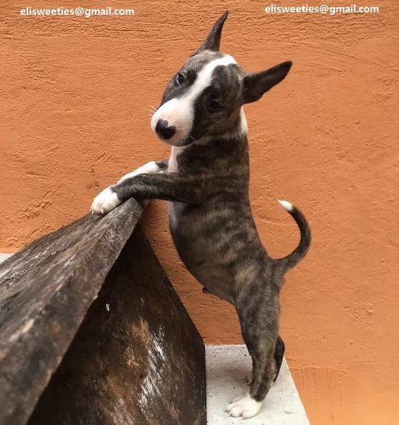  adorabili cuccioli  Bull terrier  femminucce e maschietti disponibili verranno ceduti con ped