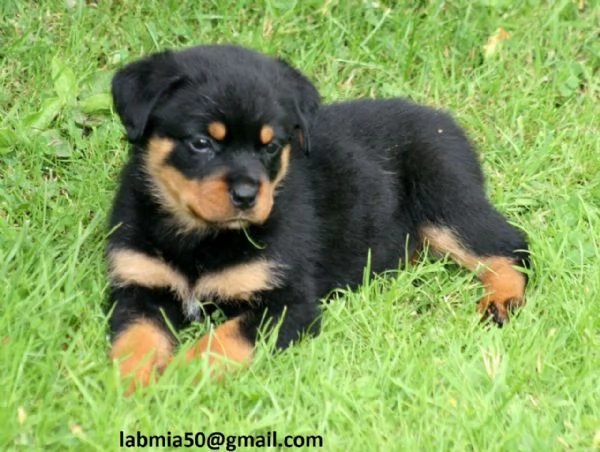  Cuccioli di Rottweiler Disponibili bellissimi cuccioli di Rottweiler femmina e maschi. I cucc