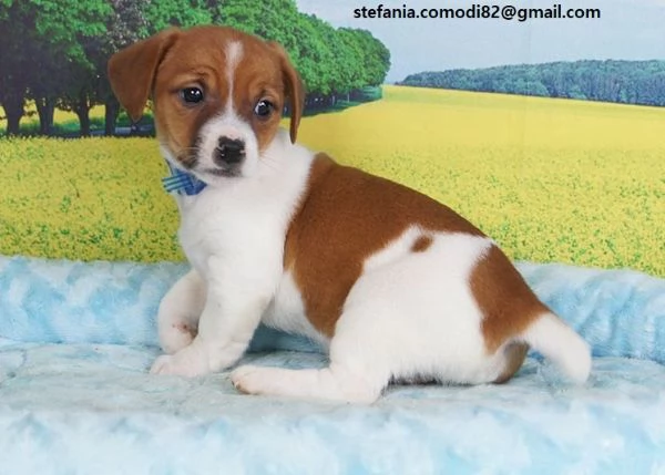  Jack Russell Terrier Cucciola di Jack Russell Terrier di 3 mesi e mezzo genitori visibili, co