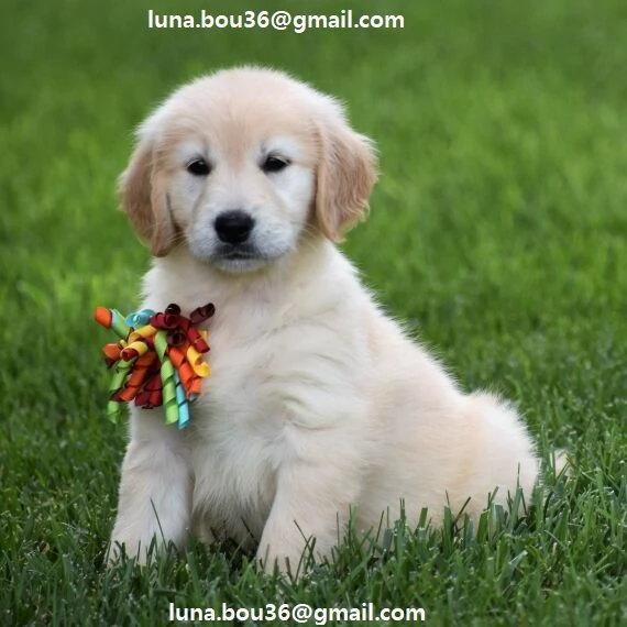  Cuccioli di Golden retriver Disponibili bellissimi cuccioli di Golden taglia standard mantell