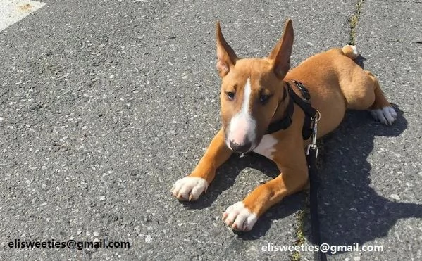   adorabili cuccioli  Bull terrier  femminucce e maschietti disponibili verranno ceduti con pe