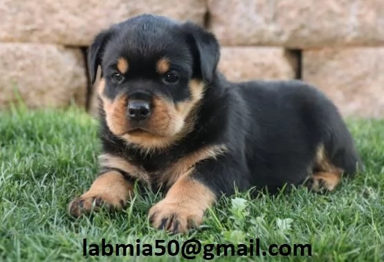  Cuccioli di Rottweiler Disponibili bellissimi cuccioli di Rottweiler femmina e maschi. I cucc