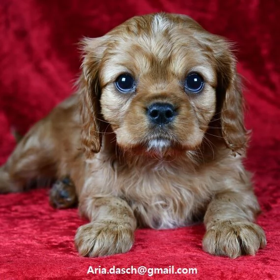  cavalier king cuccioli meravigliosi !  nati in casa da nostri esemplari ipertipici carattere 