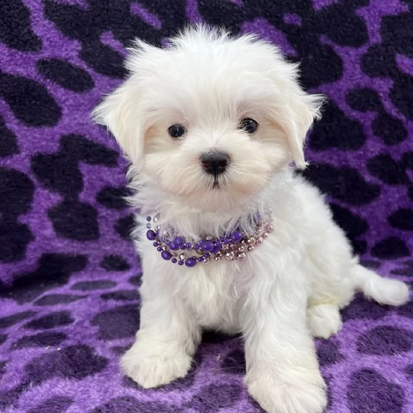 Maltese babies | Foto 1