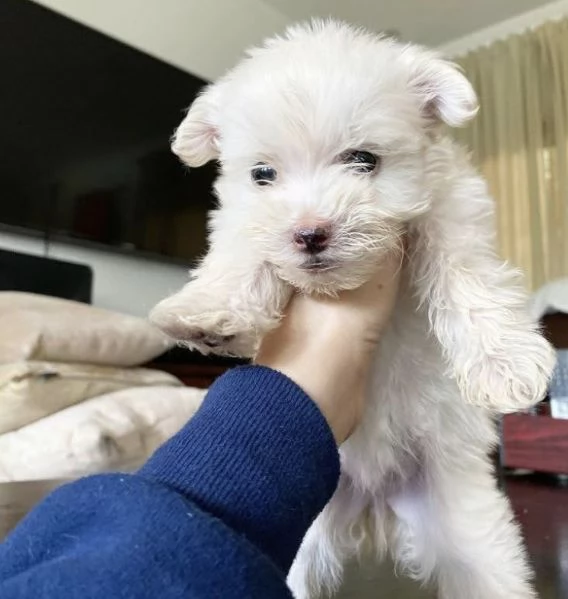 Maltese babies | Foto 0