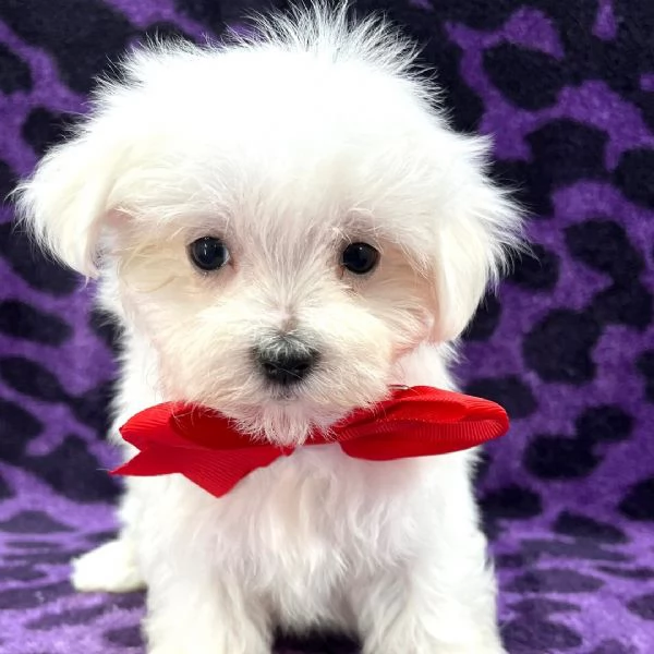 Maltese babies