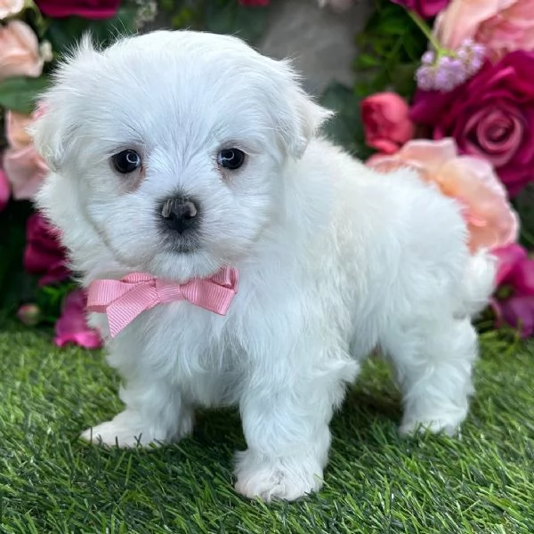 Maltese  | Foto 1